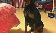 西安狗狗爆料事件最新消息,真相大白，背后原因令人震惊