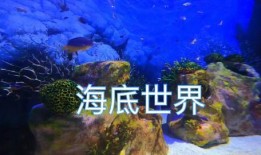 谁爆料热带鱼了视频