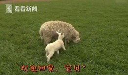 小羊妈妈爆料视频播放全集,真实事件背后的惊人真相