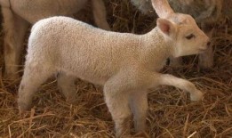 小羊妈妈爆料视频播放全集,真实事件背后的惊人真相