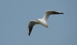 天津海鸥爆料视频大全集,揭秘幕后真相与精彩瞬间