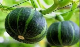 善堂网红吃瓜视频下载安装,善堂热门内容一网打尽