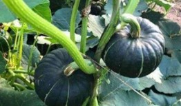 九头身网红吃瓜,揭秘娱乐圈幕后真相