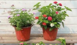 豪爵最新爆料新闻视频下载