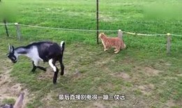 小羊妈妈爆料视频播放全集,真实事件背后的惊人真相