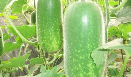 吃瓜网红图片高清无水印,高清无水印图片背后的故事