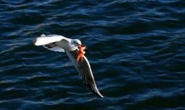 天津海鸥爆料视频大全集,揭秘幕后真相与精彩瞬间