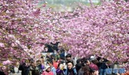 樱花校园最新版大爆料,独家爆料带你领略青春风采